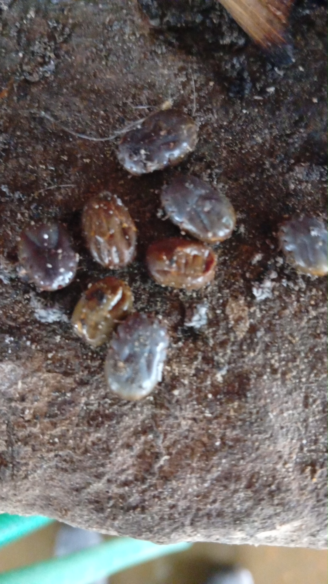 BioControl informativo