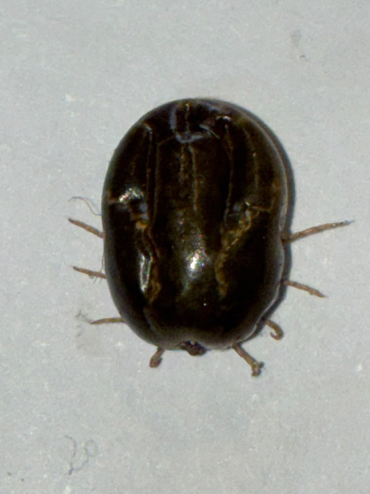 Detalle garrapata tratada